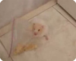 ��