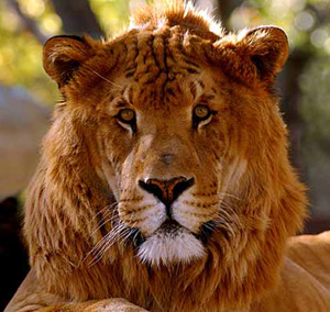 liger