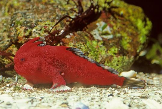new-handfish-species-fish-red_20878_600x450