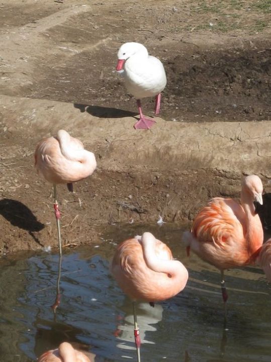 flamingo_duck_02