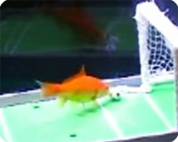 金魚