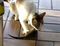 makudonarudo