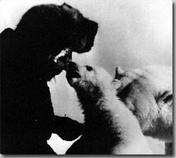 kuma