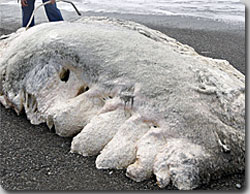 �ߥ��ƥ꡼