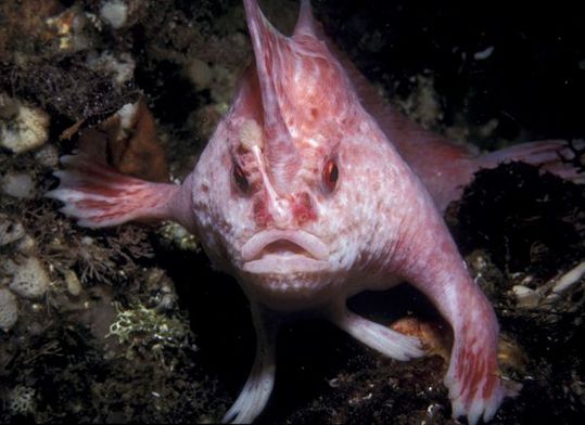 new-handfish-species-pink_20881_600x450