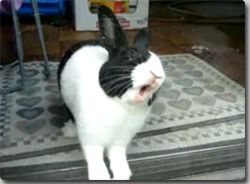 �����ʤ�
