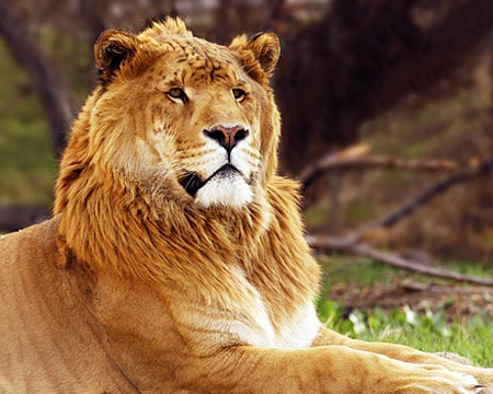 liger1