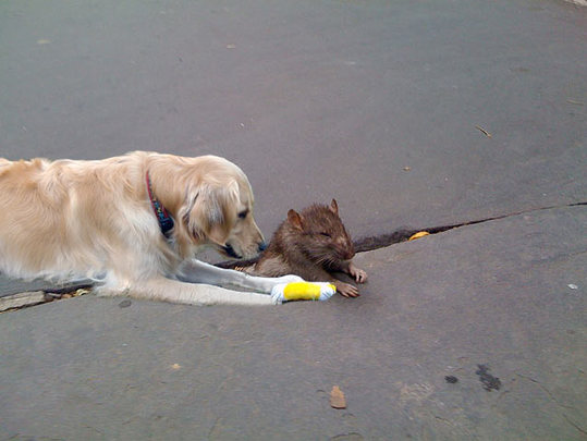 2009_10_rat12