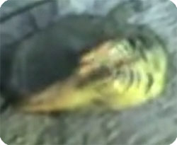 ø��