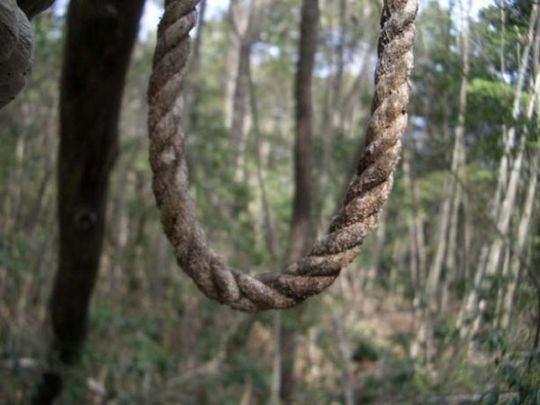 aokigahara_forest_03