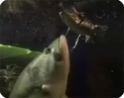 魚ワニ