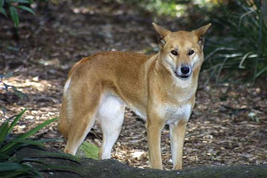 wildlife_mammals_dingo