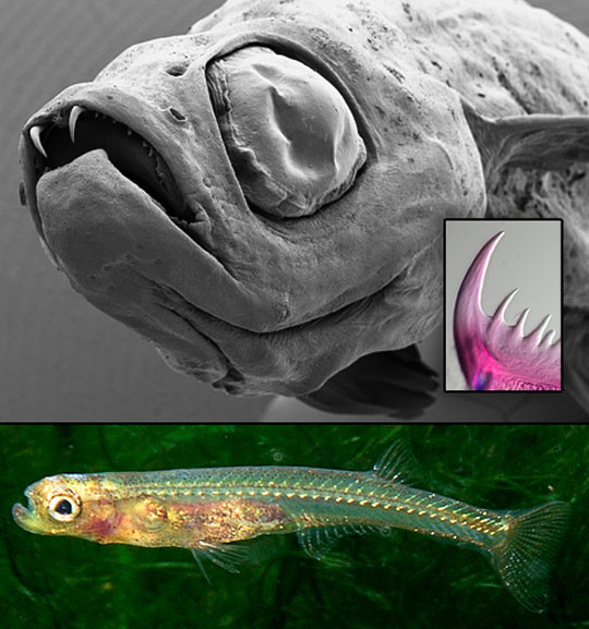 091029-02-dracula-fish-phot