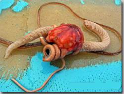������ʪ