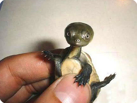 ET