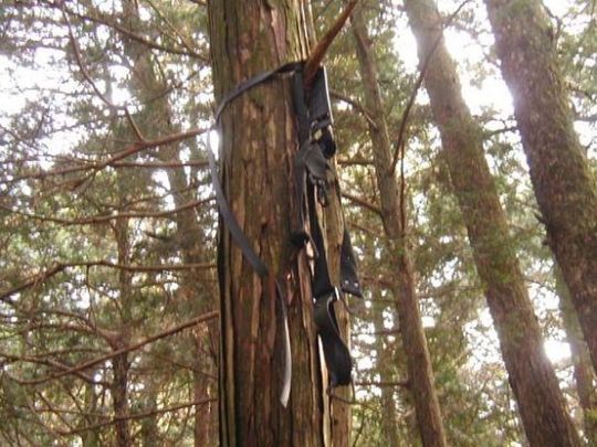 aokigahara_forest_07