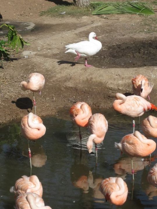 flamingo_duck_01