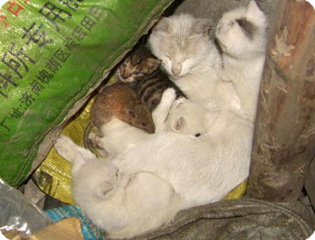 猫
