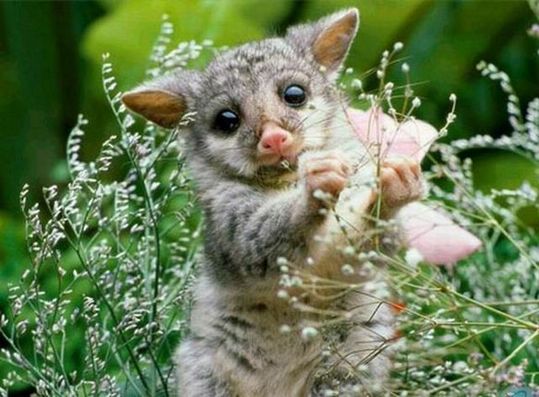 animals_77_09