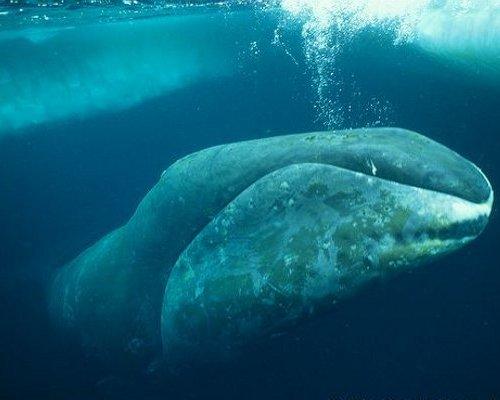 bowheadwhale