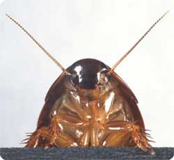 roach