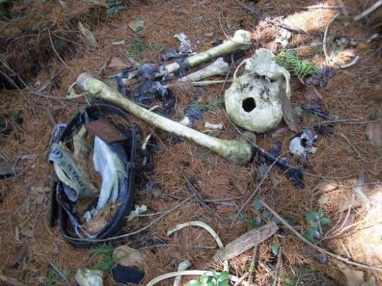 aokigahara_forest_10