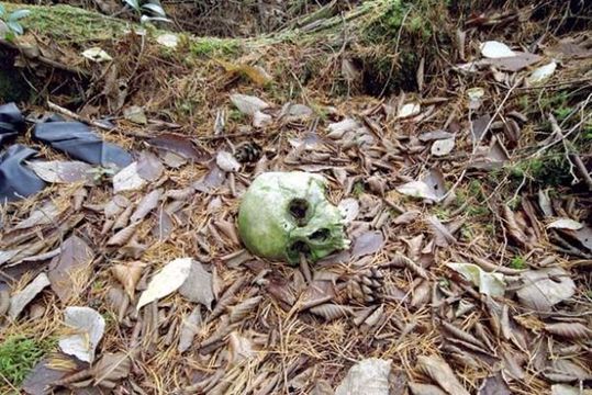 aokigahara_forest_06