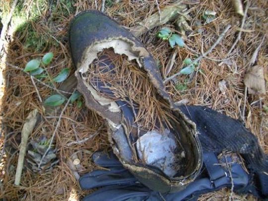 aokigahara_forest_11