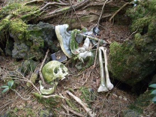 aokigahara_forest_12