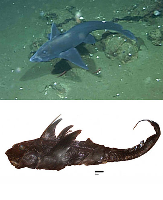 091029-05-ghost-shark-new-s