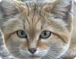 ��ǭ
