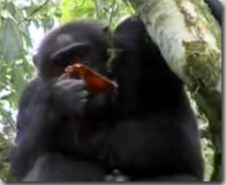 <b>チンパンジー</b>のカニバリズム、なぜ殺した子猿を食べるのか？:奇想天外 <b>...</b>