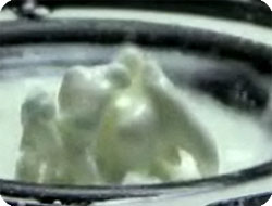 oto