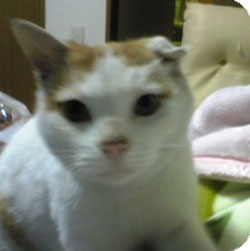 mimiore
