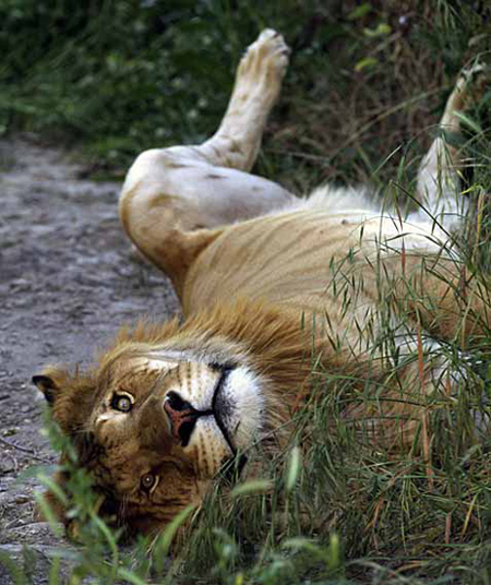 liger2
