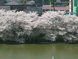 sakura01