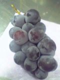 5cf44683.jpg