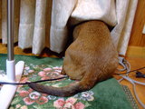 ショコラ　カーテン１