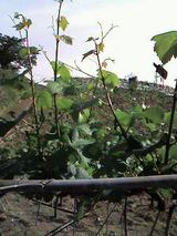 03966f37.jpg