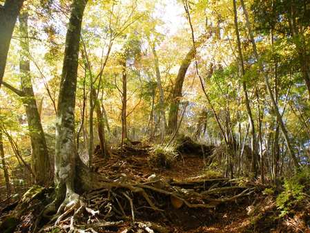 紅葉真っ盛りの登山道.JPG