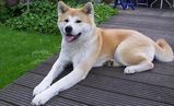 dog14