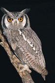 bird24