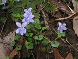 sumire