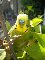 bird21