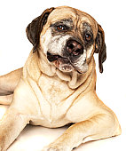 dog01