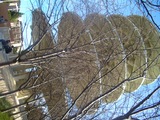 gojuu