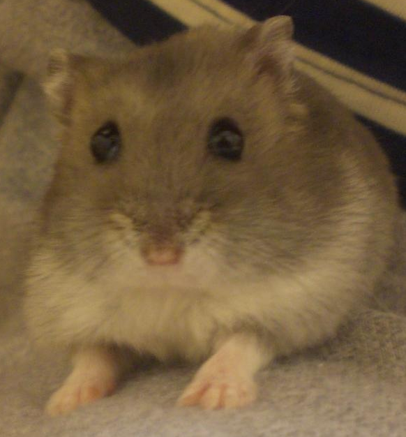 hana