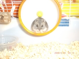 hoi-ru