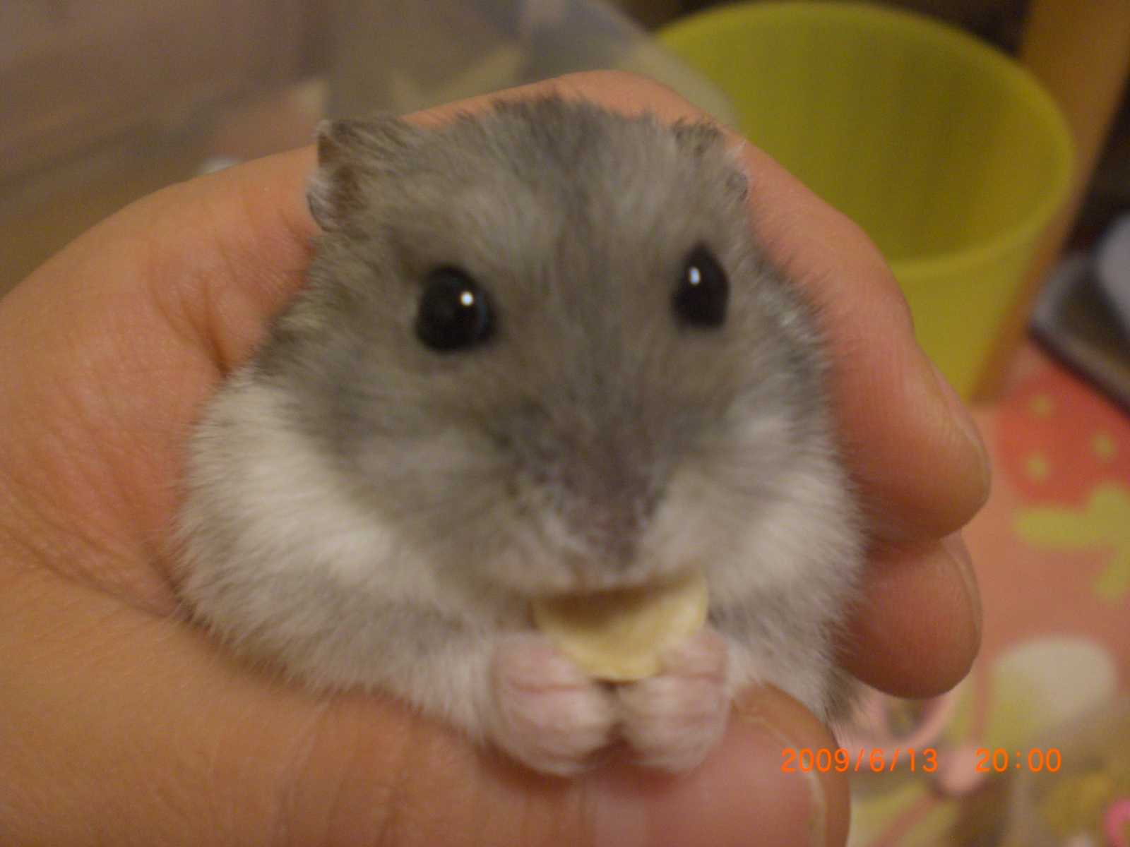 ムゥちゃん