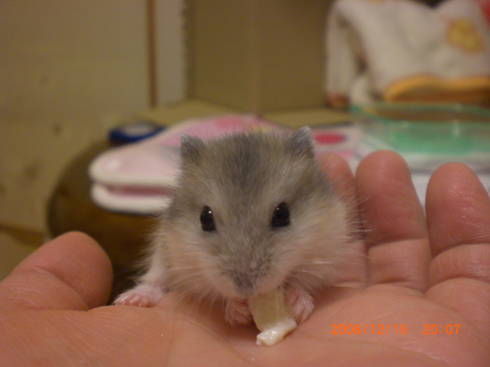 赤ちゃんハム 1
